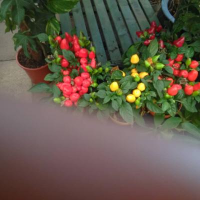 Img 20200320 Wa0166